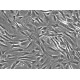 Mouse Adipose-Derived Stem Cells-white fat (MADSC-wf)
